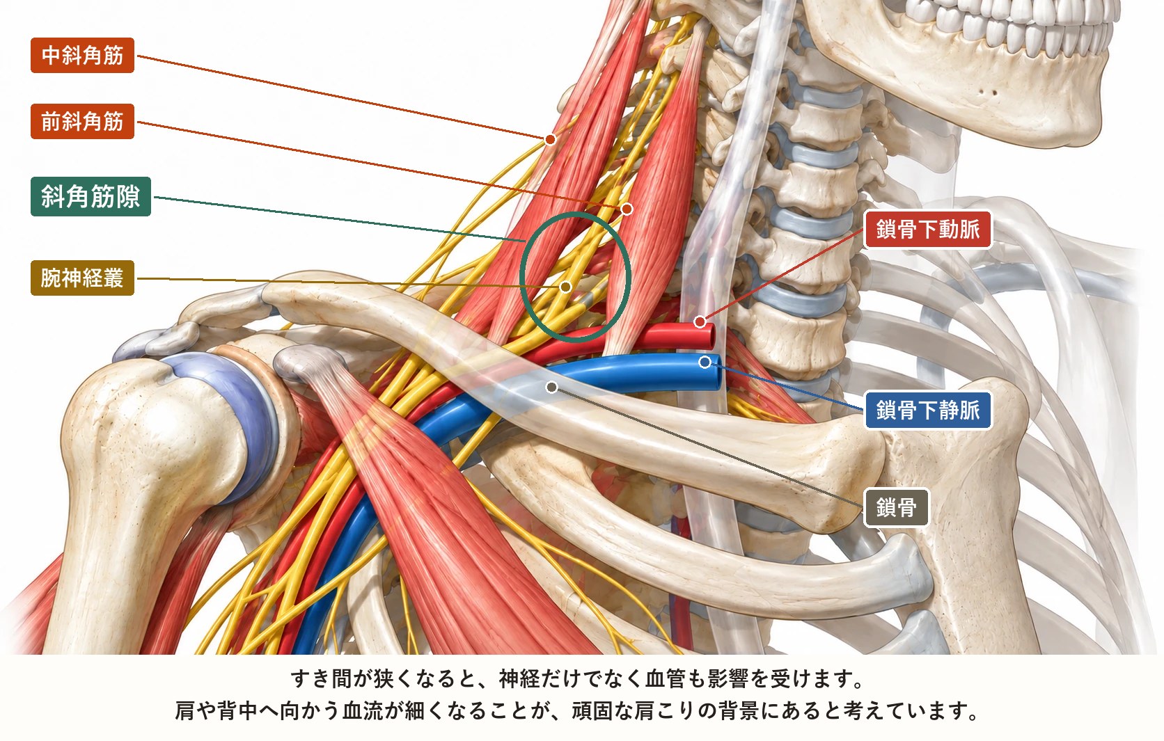 斜角筋のすき間を通る腕神経叢と鎖骨下動脈・鎖骨下静脈の解剖図