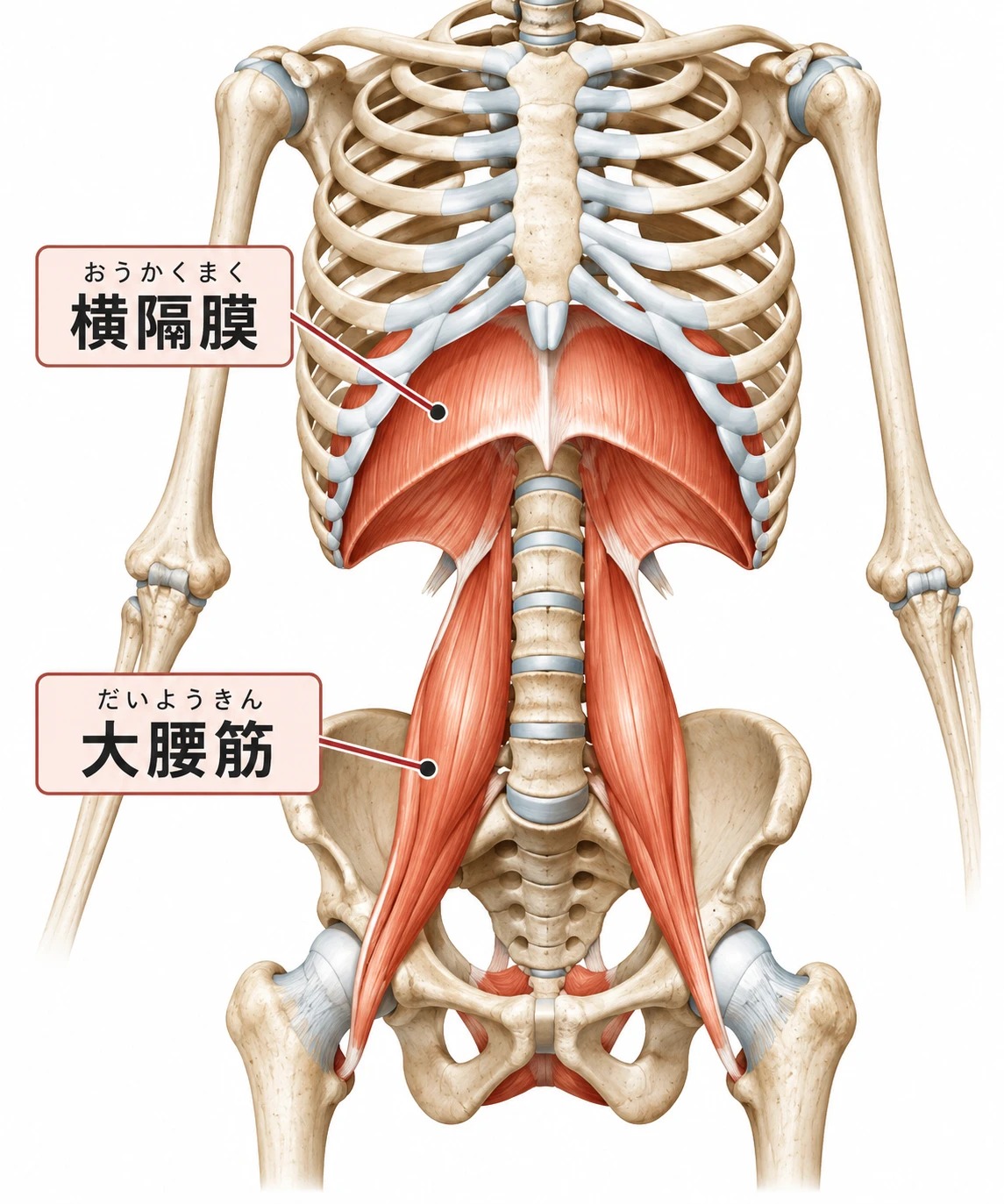 横隔膜と大腰筋のつながりを示した図。