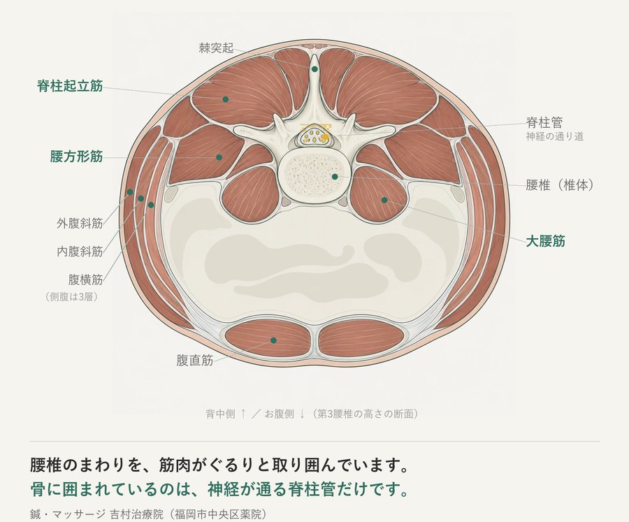 第3腰椎の高さの水平断面図。中央の腰椎と脊柱管を、背中側の脊柱起立筋・腰方形筋、前外側の大腰筋、側面の外腹斜筋・内腹斜筋・腹横筋、腹側の腹直筋が取り囲んでいることを示した図。