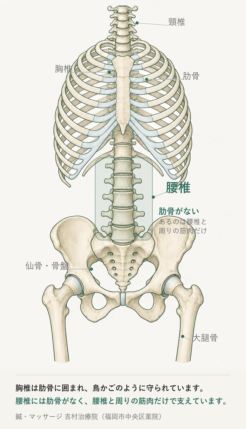 脊柱と骨盤の解剖図。胸椎には肋骨がつながって鳥かご状の胸郭を作っており、腰椎には肋骨がないことを示した図。